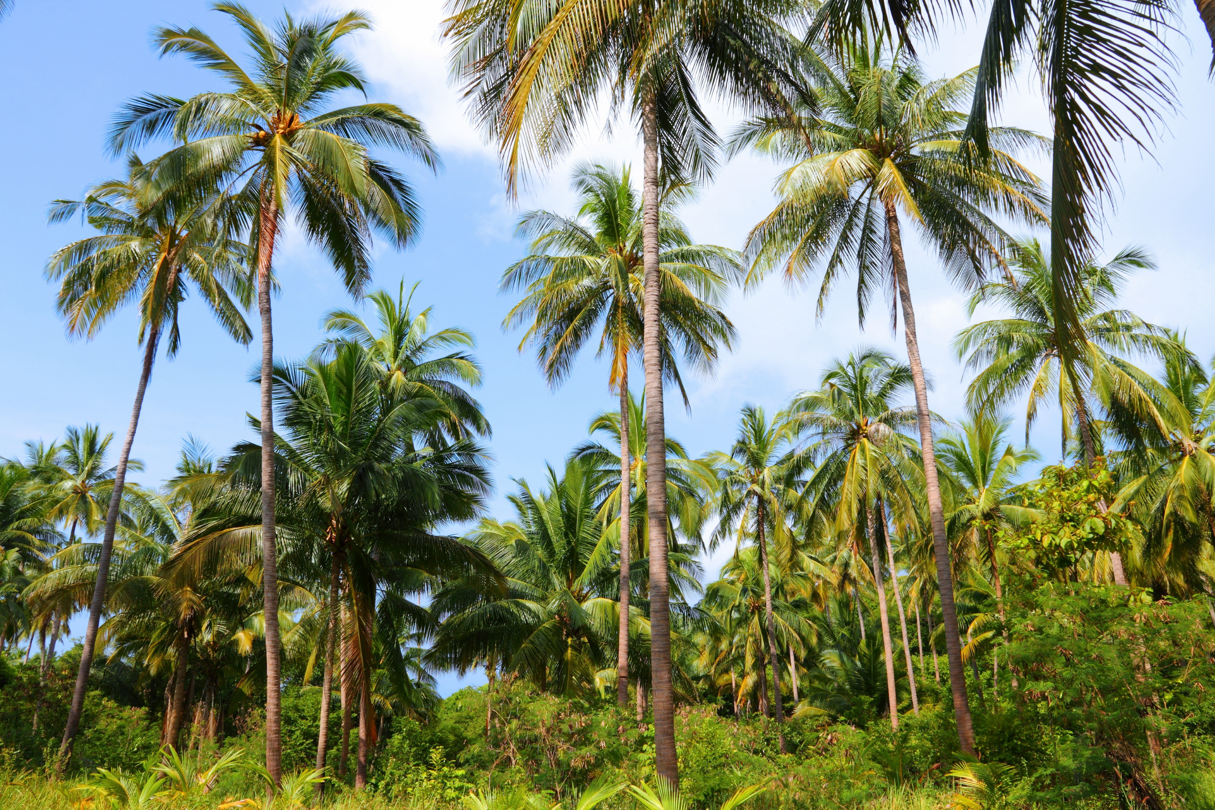 ko tao (4).webp